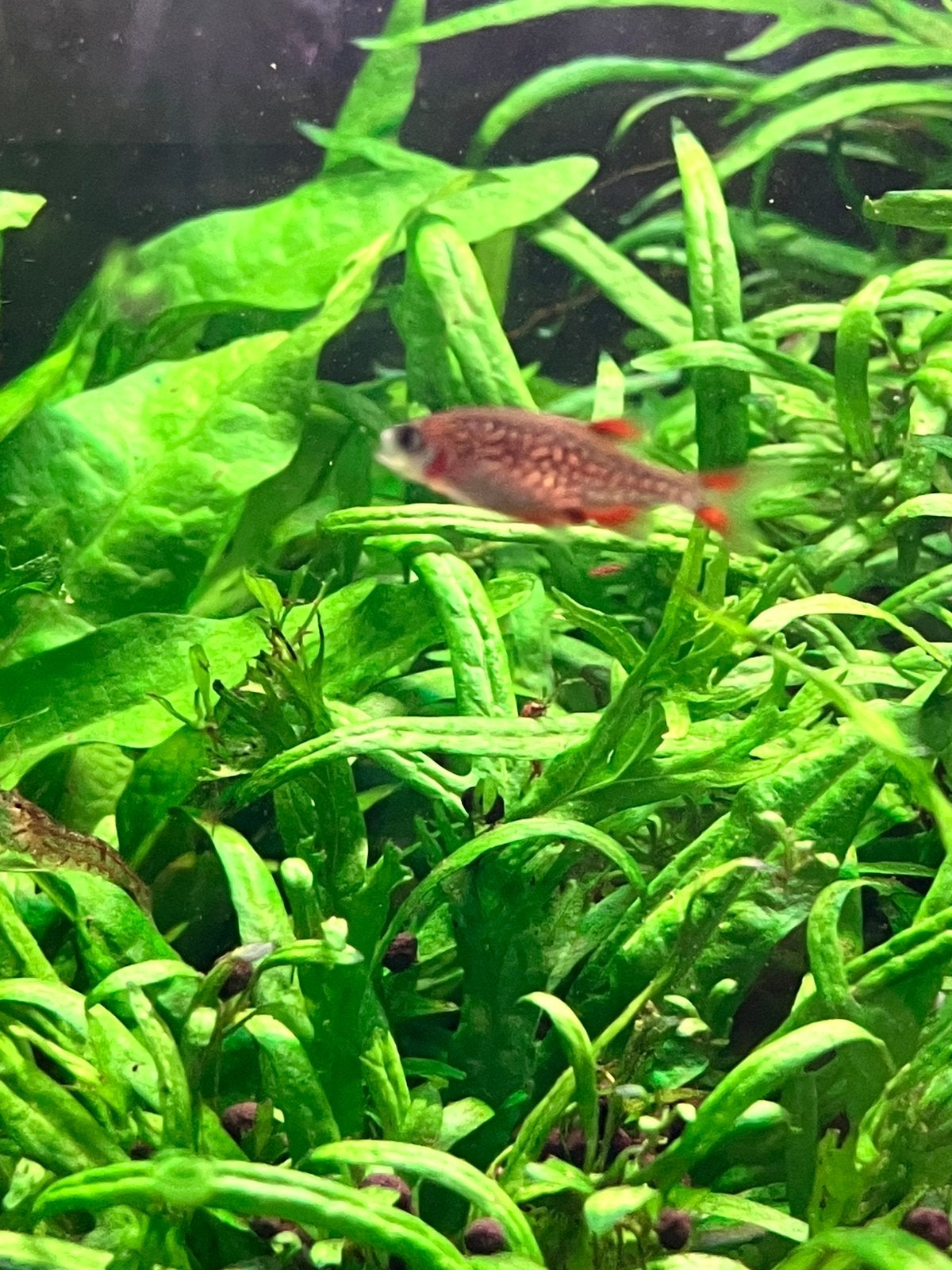 Galaxy Rasbora’s, eigen kweek, Dieren en Toebehoren, Vis