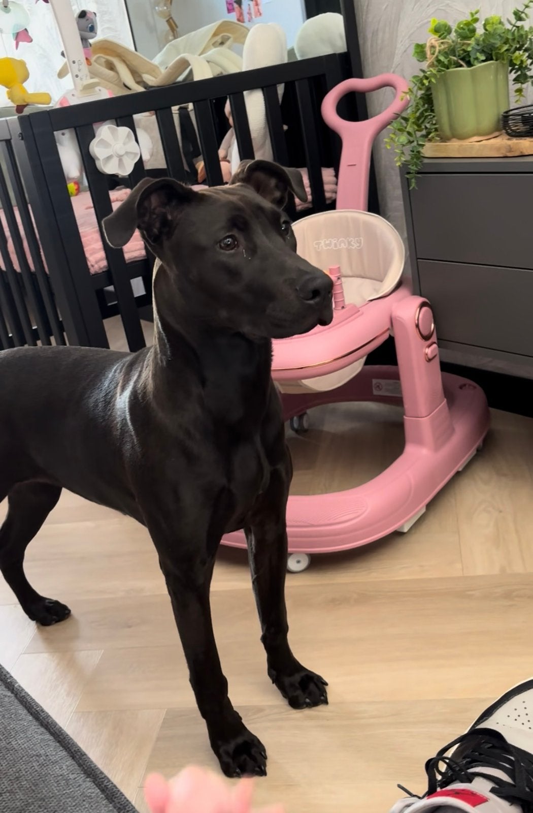 Prachtige Dobermann/XL Bully pup te koop – Luna, 15 weken tot 1 jaar, Teef, Eén hond, Nederland