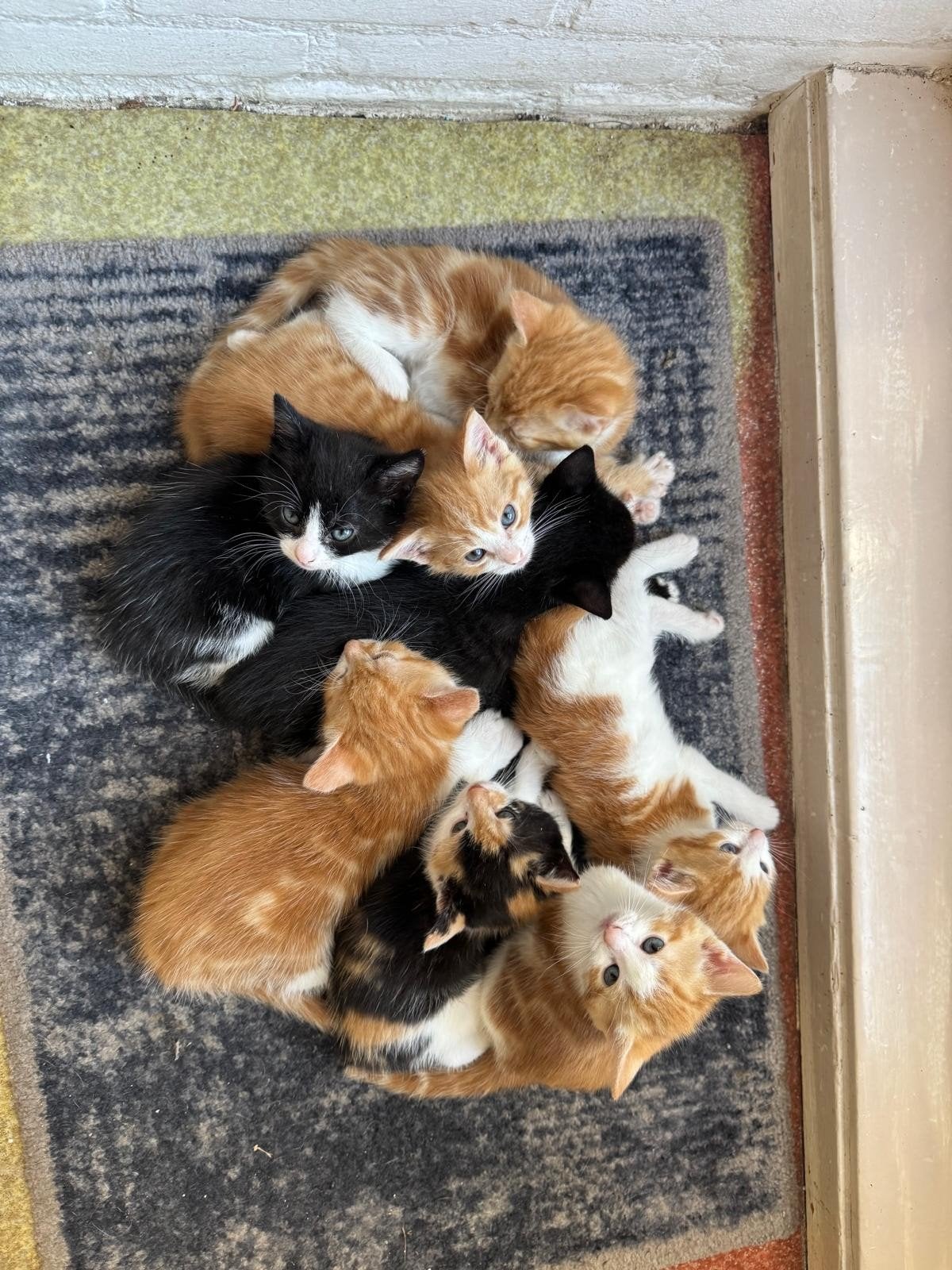 kleine kittens
