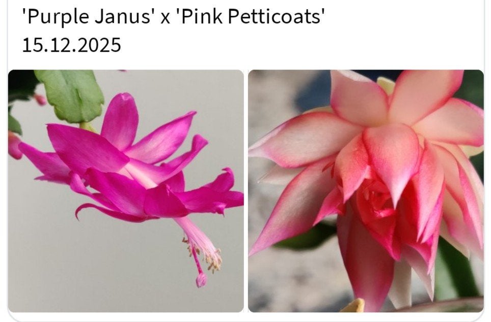 Schlumbergera nieuwe hybride zaadbesje op 1 bladsegment, Verzenden, Halfschaduw, Minder dan 100 cm