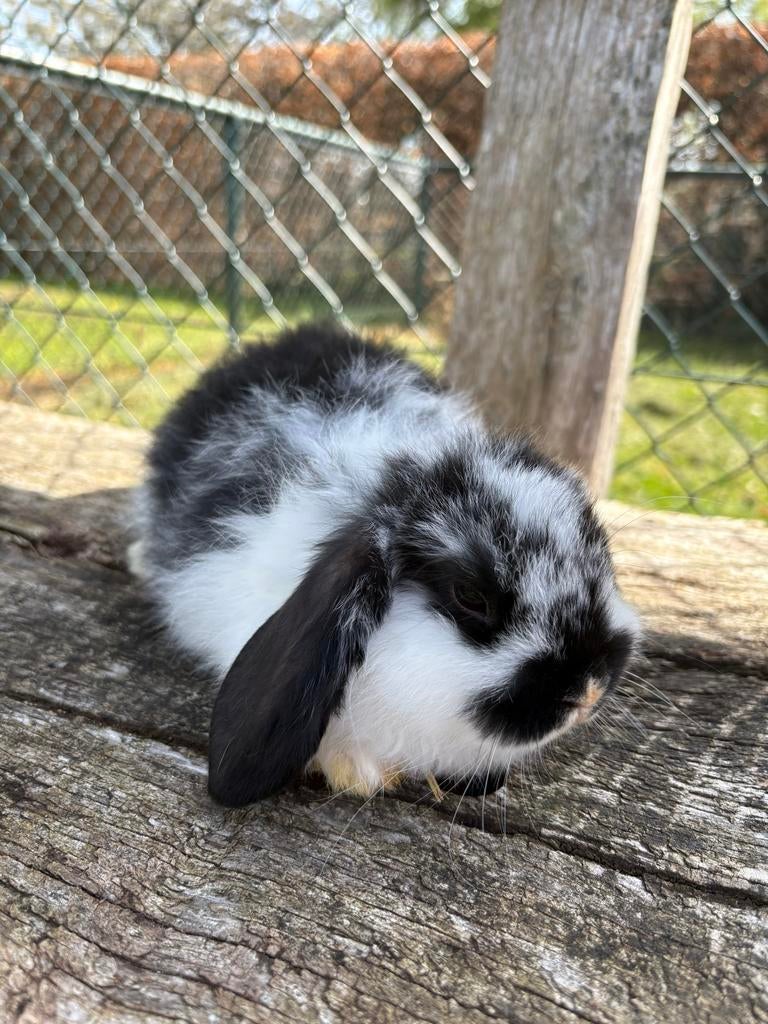 Te koop NHD konijnen., Meerdere dieren, Dwerg