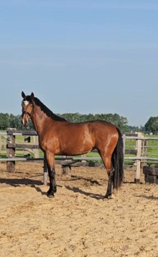 Mooie 3 jarige dressuurmerrie, Merrie, Met stamboom, Dressuurpaard, 3 tot 6 jaar