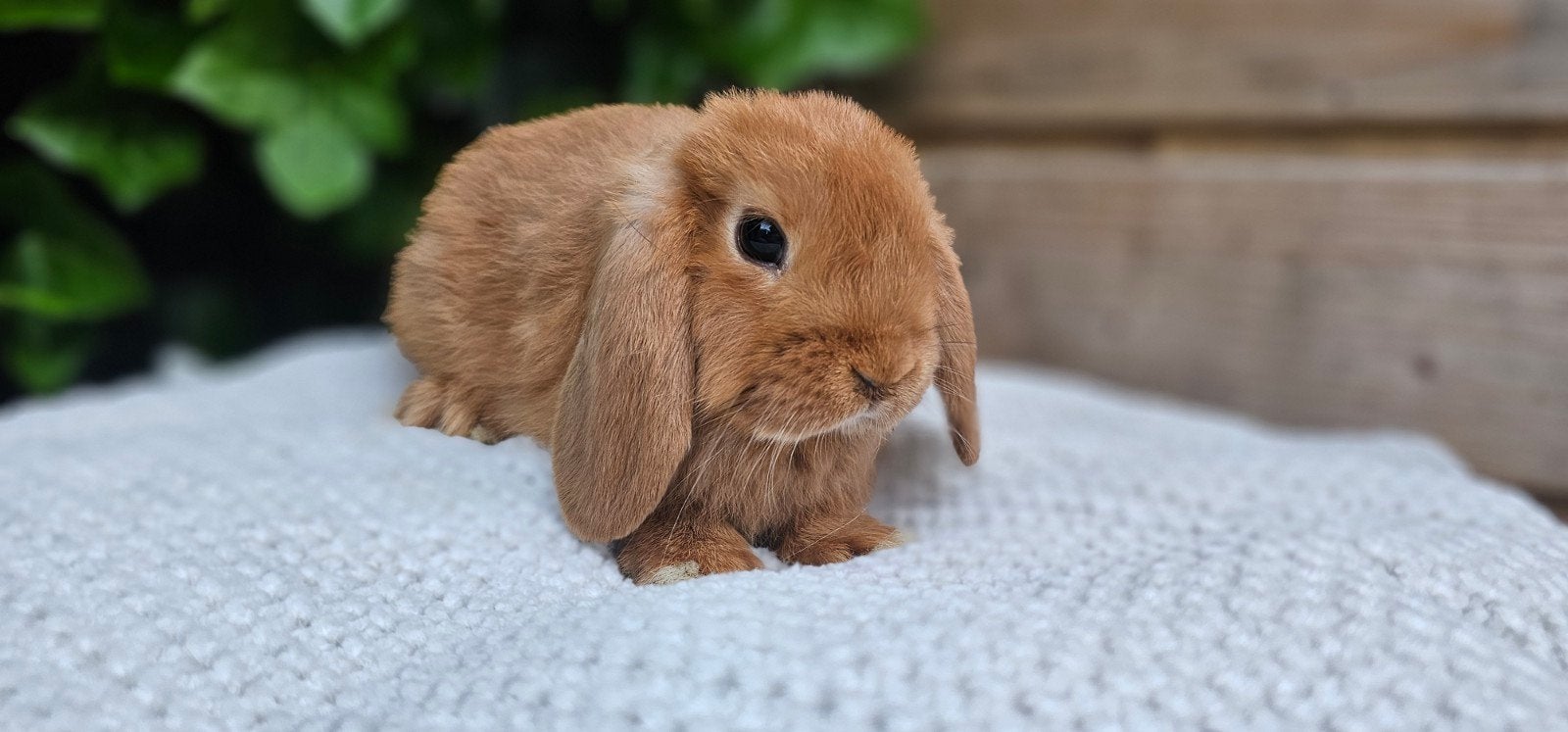 Knappe zuivere oranje NHD konijntje, Dieren en Toebehoren, Konijnen, Meerdere dieren, Klein, Hangoor, 0 tot 2 jaar