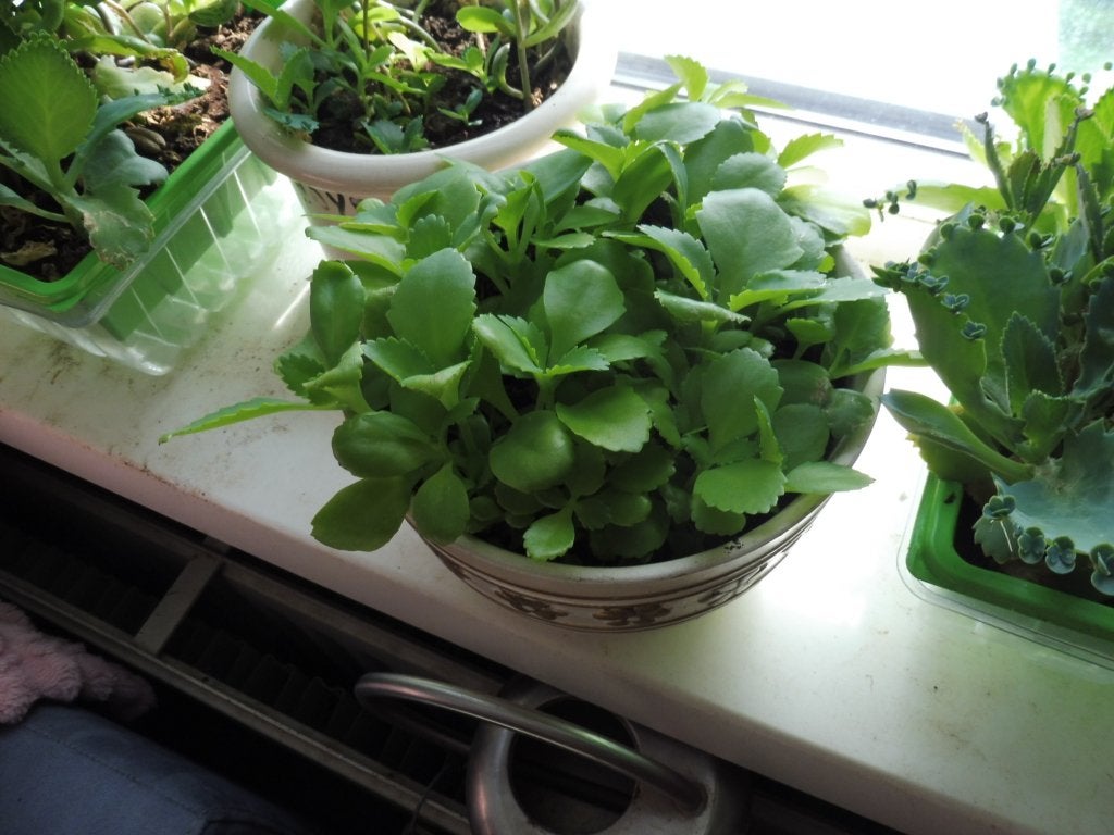 KALANCHOE  KINDJES, Huis en Inrichting, Kamerplanten, Ophalen, Vetplant, Halfschaduw, In pot