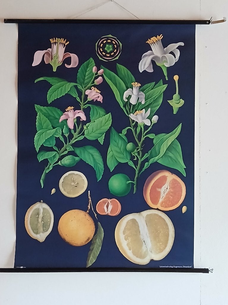 Vintage botanische schoolplaat van citrusvruchten, Ophalen of Verzenden, Natuur en Biologie