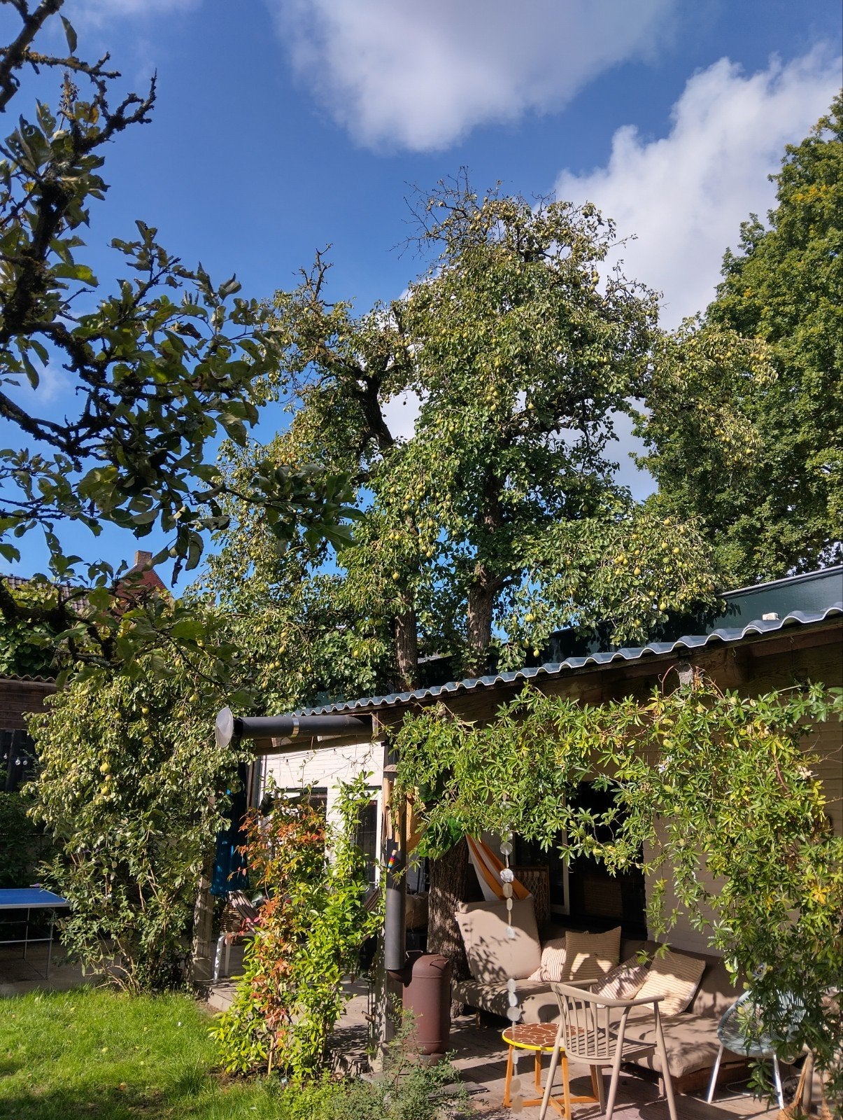 Gratis stoofperen plukken en alles meenemen, Diversen, Ophalen