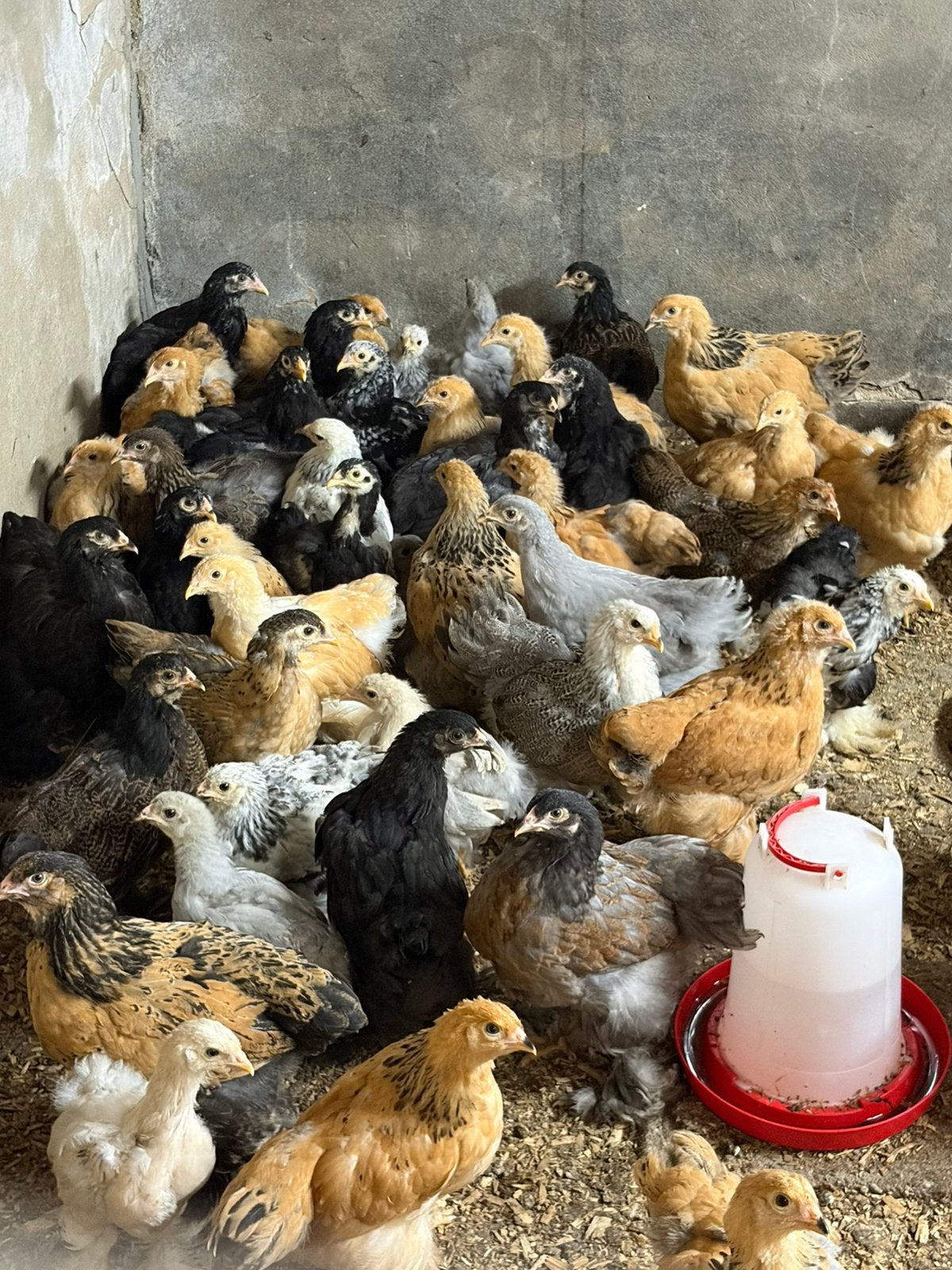 Gesekste Brahma Hennen verschillende kleurslagen, Dieren en Toebehoren, Pluimvee, Vrouwelijk, Kip