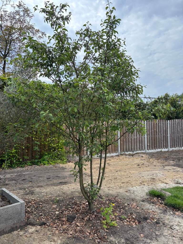 Sierappel boom Malus, Tuin en Terras, Planten | Bomen, Volle zon, Lente, 250 tot 400 cm, Overige soorten