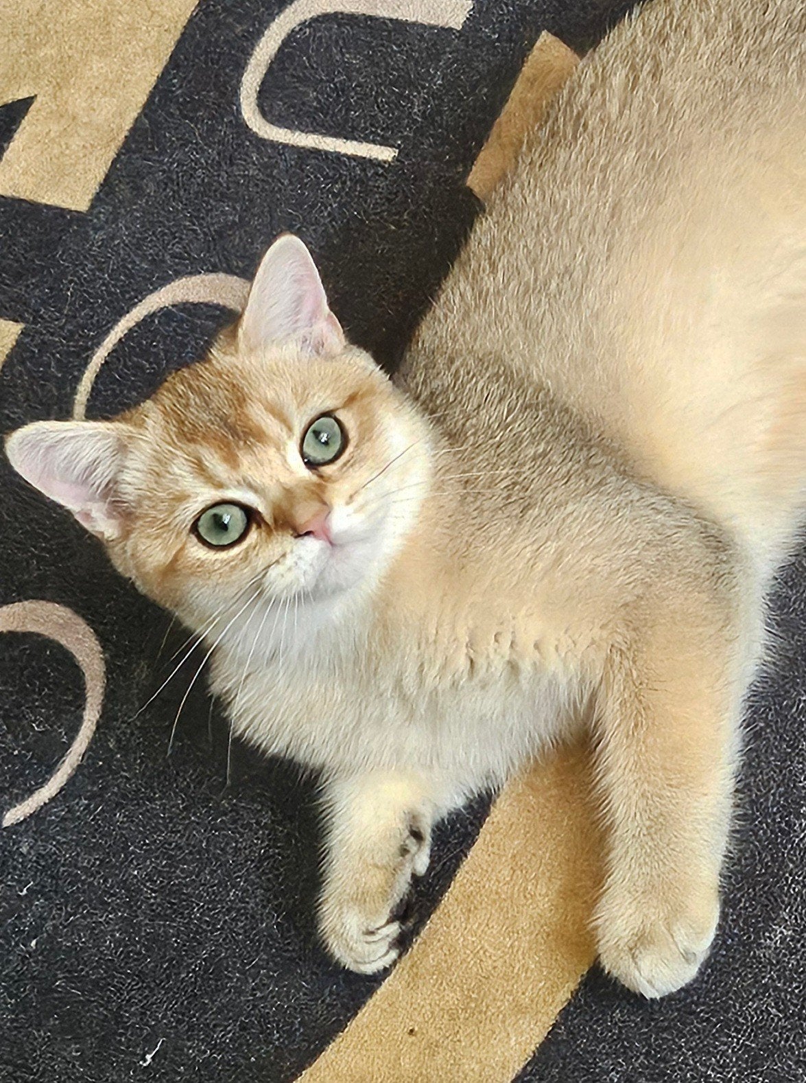 Britse kater NY11, Kater