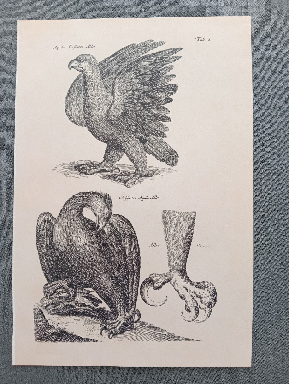 Arend lithografie, Ophalen of Verzenden