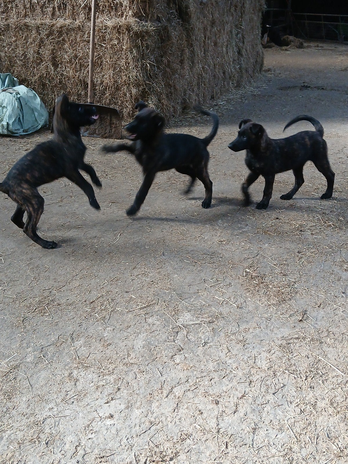 hollandse herder pups, 8 tot 15 weken, Meerdere, Meerdere dieren, Herder