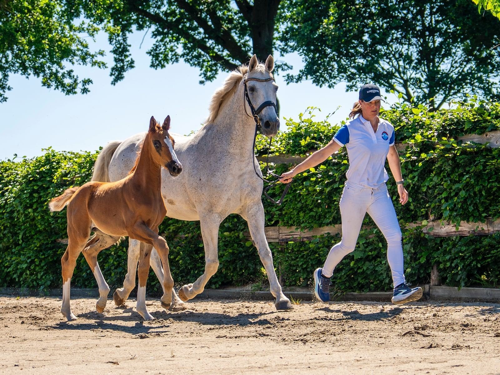 stoer merrie veulen van red viper, Dieren en Toebehoren, Merrie, Met stamboom, Dressuurpaard, 0 tot 2 jaar