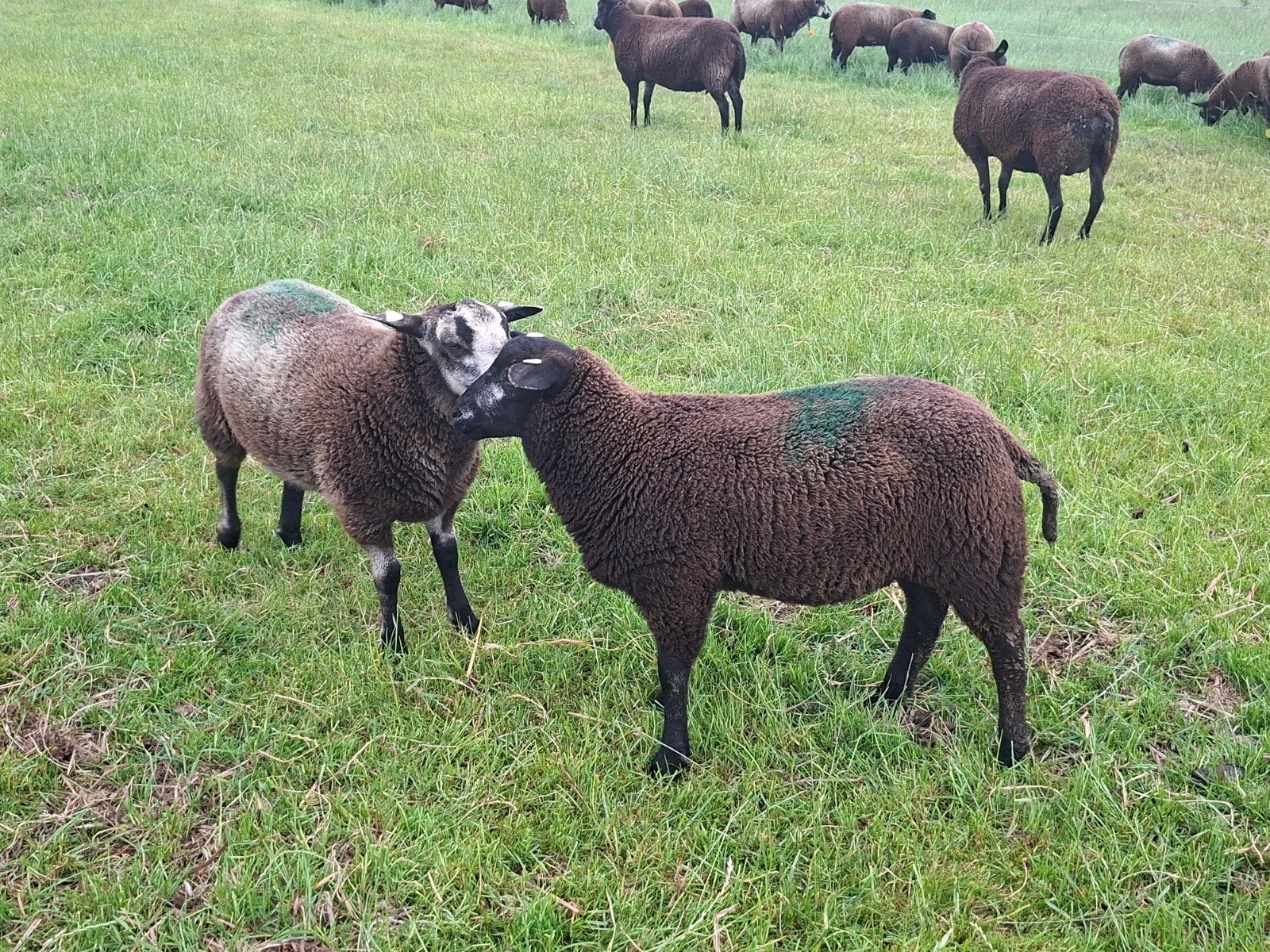 Gevraagd blauwe Swifter dekram, Mannelijk, Schaap