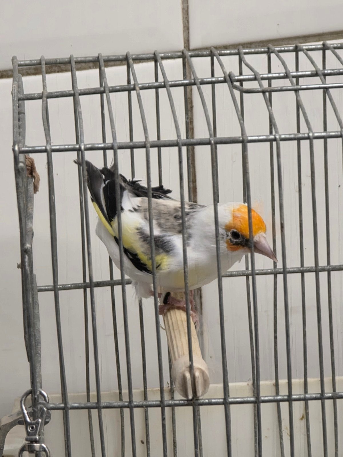 bont man van 2025.te koop. majoor putter, Mannelijk, Wildzangvogel