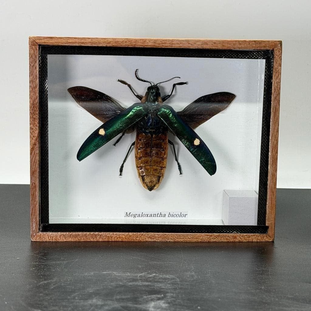 Opgezette kever in lijst, Verzamelen, Dierenverzamelingen, Ophalen of Verzenden, Zo goed als nieuw, Insect, Opgezet dier