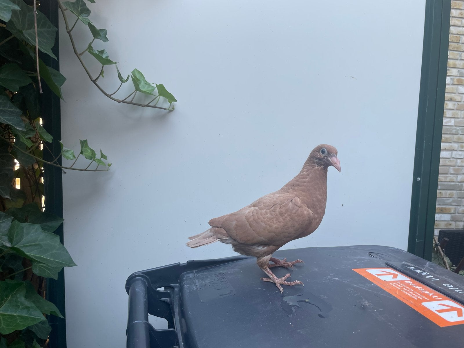Jonge duif, Dieren en Toebehoren, Vogels | Duiven, Geslacht onbekend, Postduif