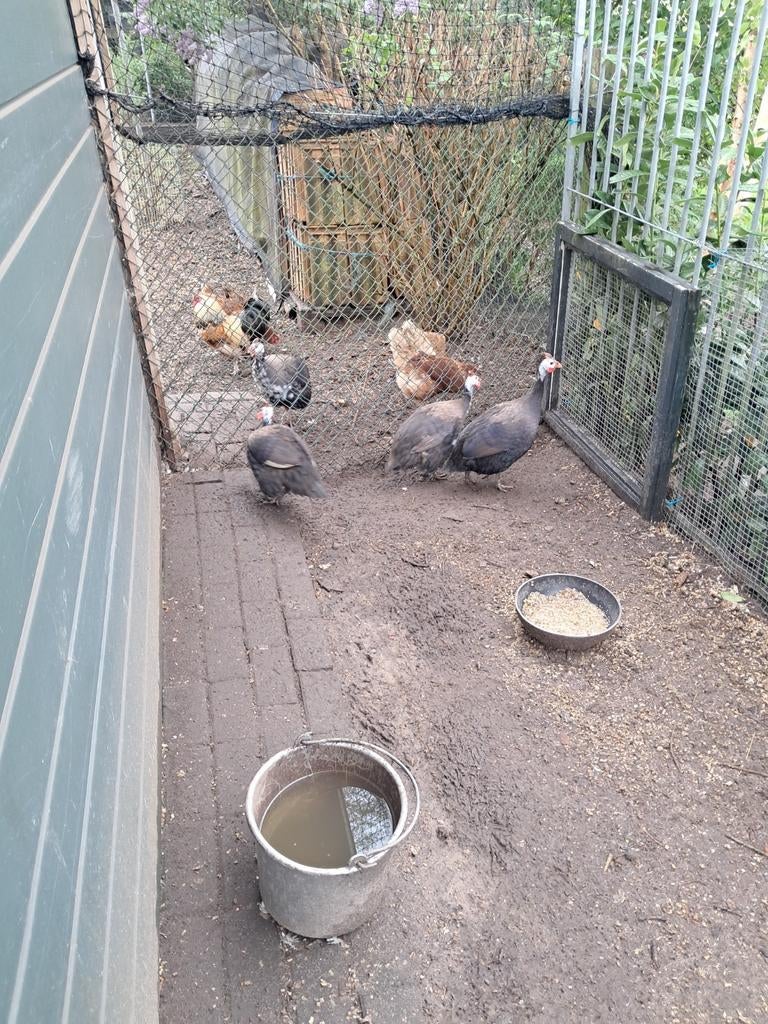 Parelhoenders, Dieren en Toebehoren, Mannelijk, Kip