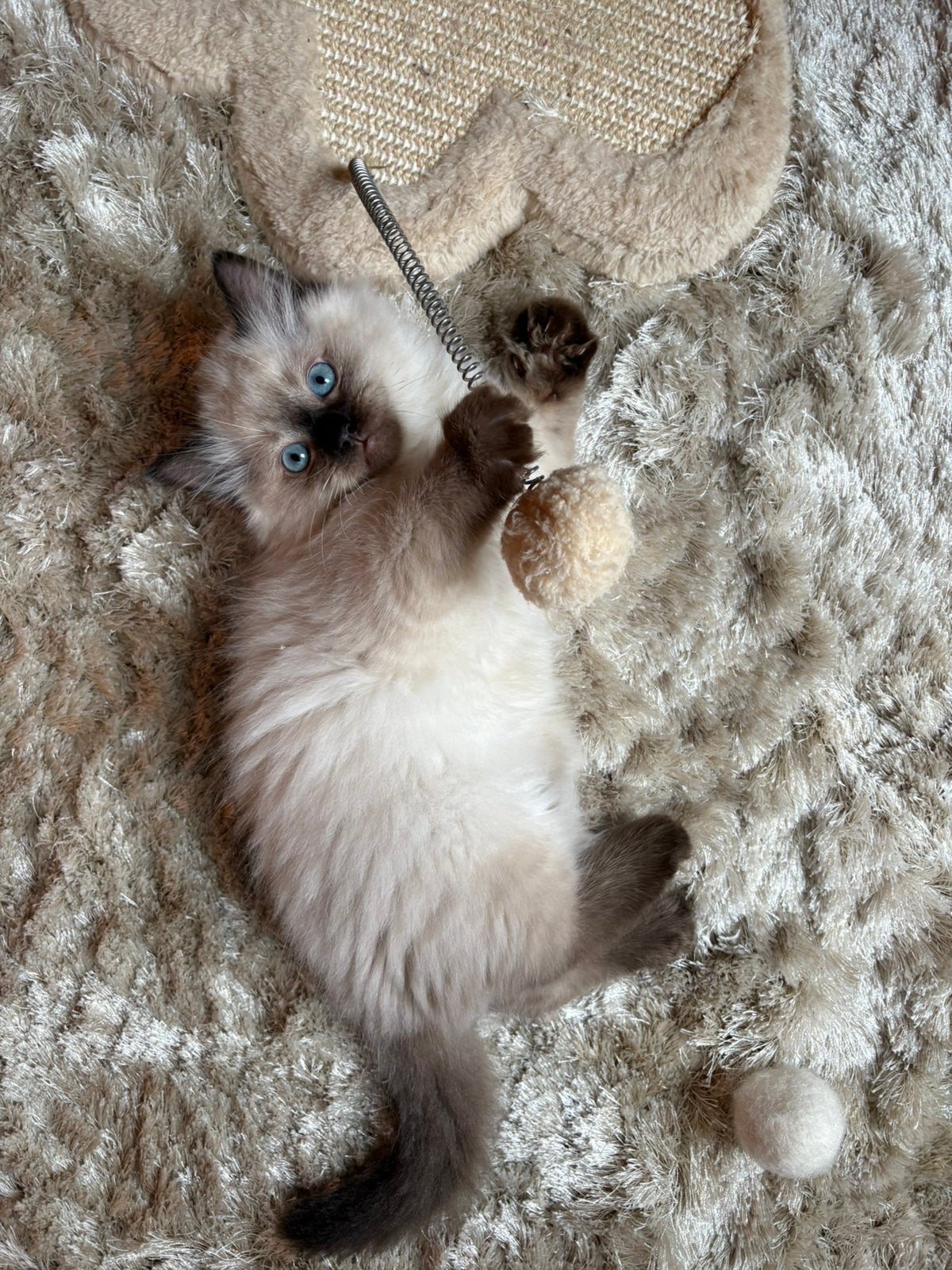 Prachtige ragdoll kitten, mag gelijk mee!!, Kater, Ontwormd, 0 tot 2 jaar