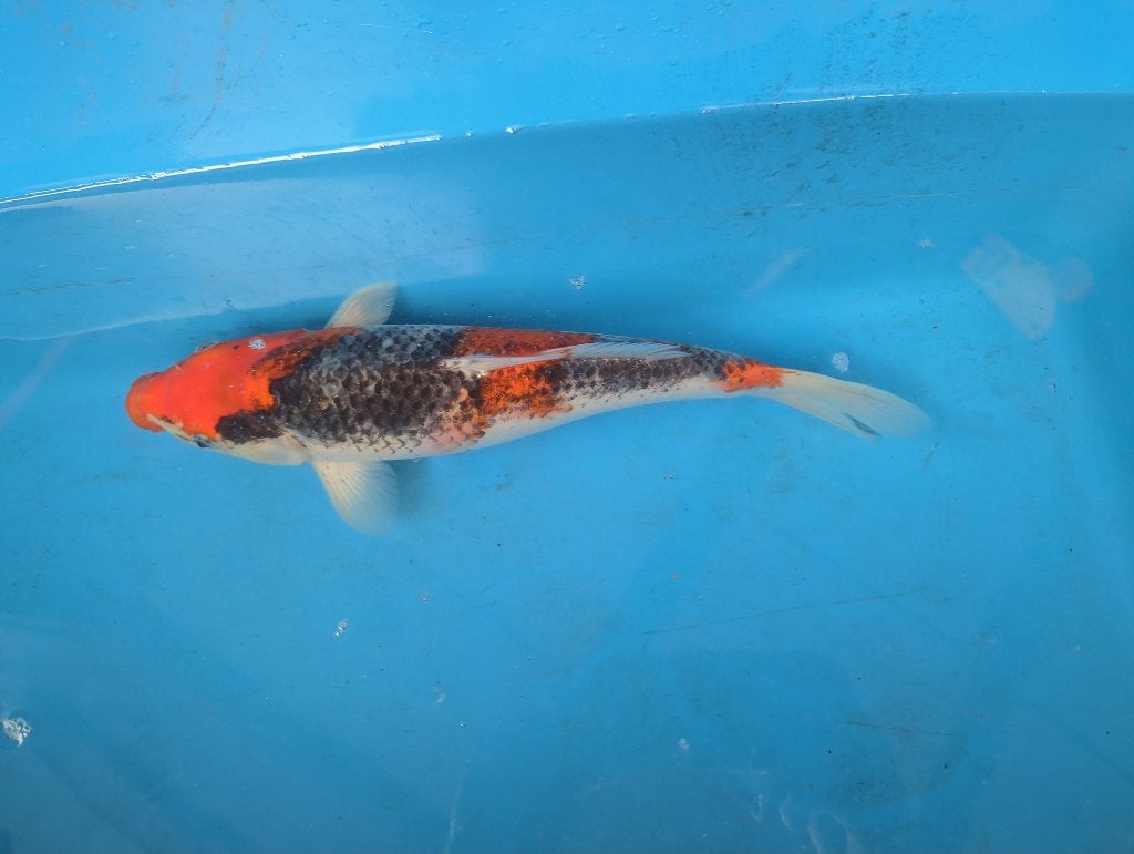 Japanse koi Goshiki 35 cm, Dieren en Toebehoren, Karper of Koi