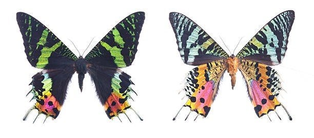 Urania ripheus vlinder a1 ongeprepareerd of in lijst, Verzamelen, Ophalen of Verzenden, Nieuw, Insect, Opgezet dier