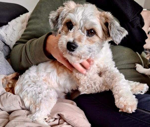 Noa lief klein teefje, Dieren en Toebehoren, Honden | Niet-rashonden, Particulier, 1 tot 2 jaar, Buitenland, Teef