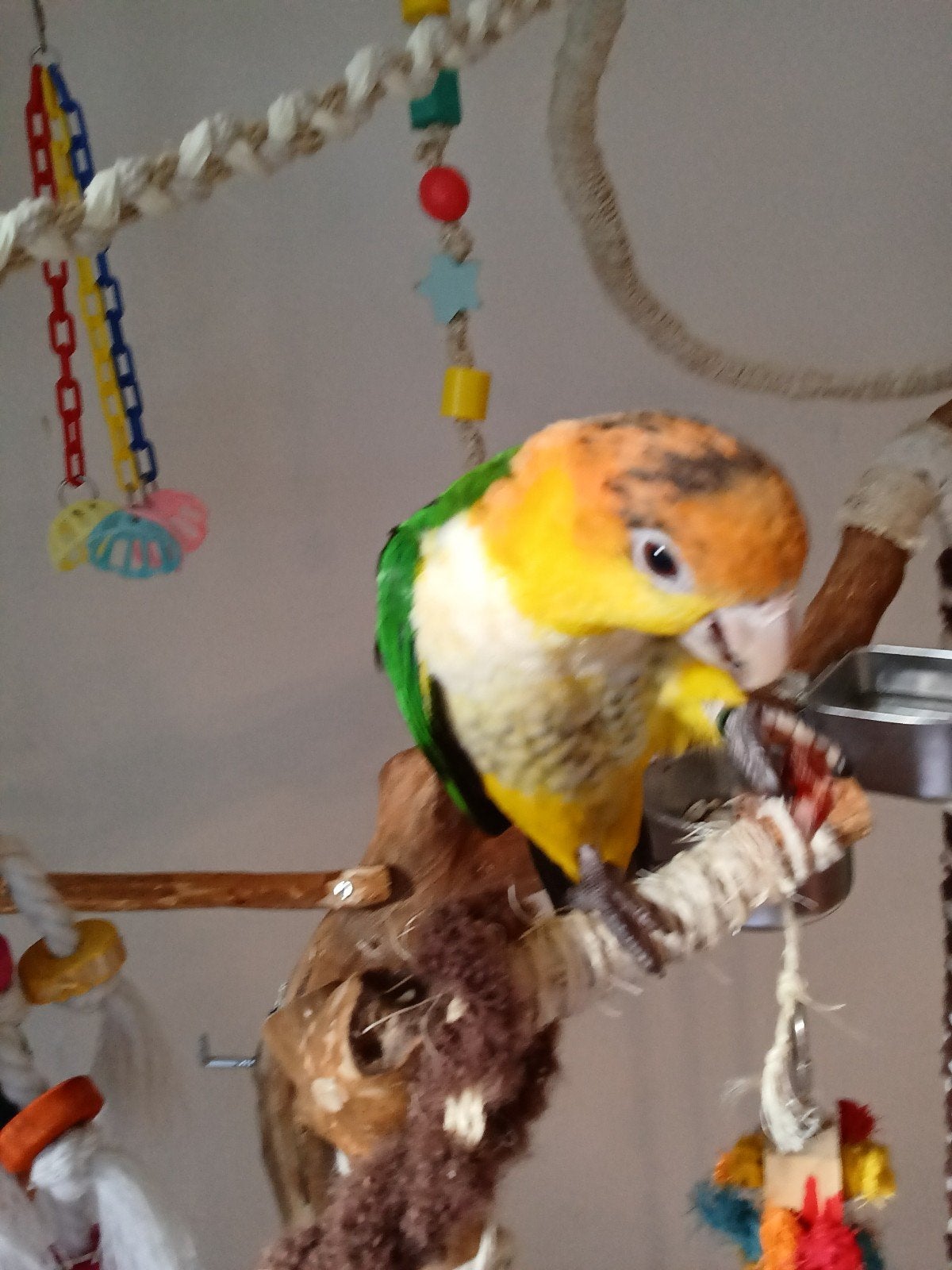 Super tamme jonge Caique mannetje, Mannelijk, Papegaai, Tam