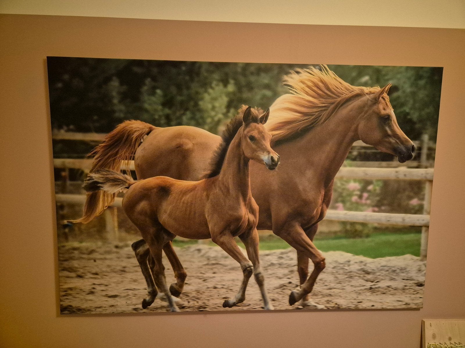 Prachtige paardenfoto op doek - 80x120 cm, Ophalen, Zo goed als nieuw, 100 tot 125 cm, Foto of Poster