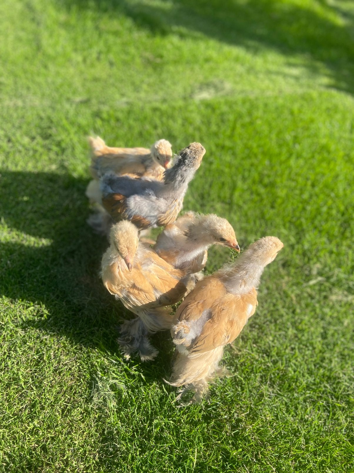 Brahma kuikens, Dieren en Toebehoren, Meerdere dieren, Kip