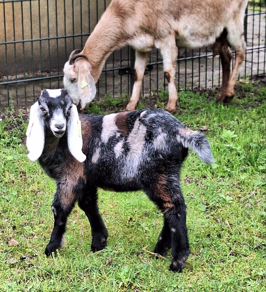Te koop., Dieren en Toebehoren, Mannelijk, Geit