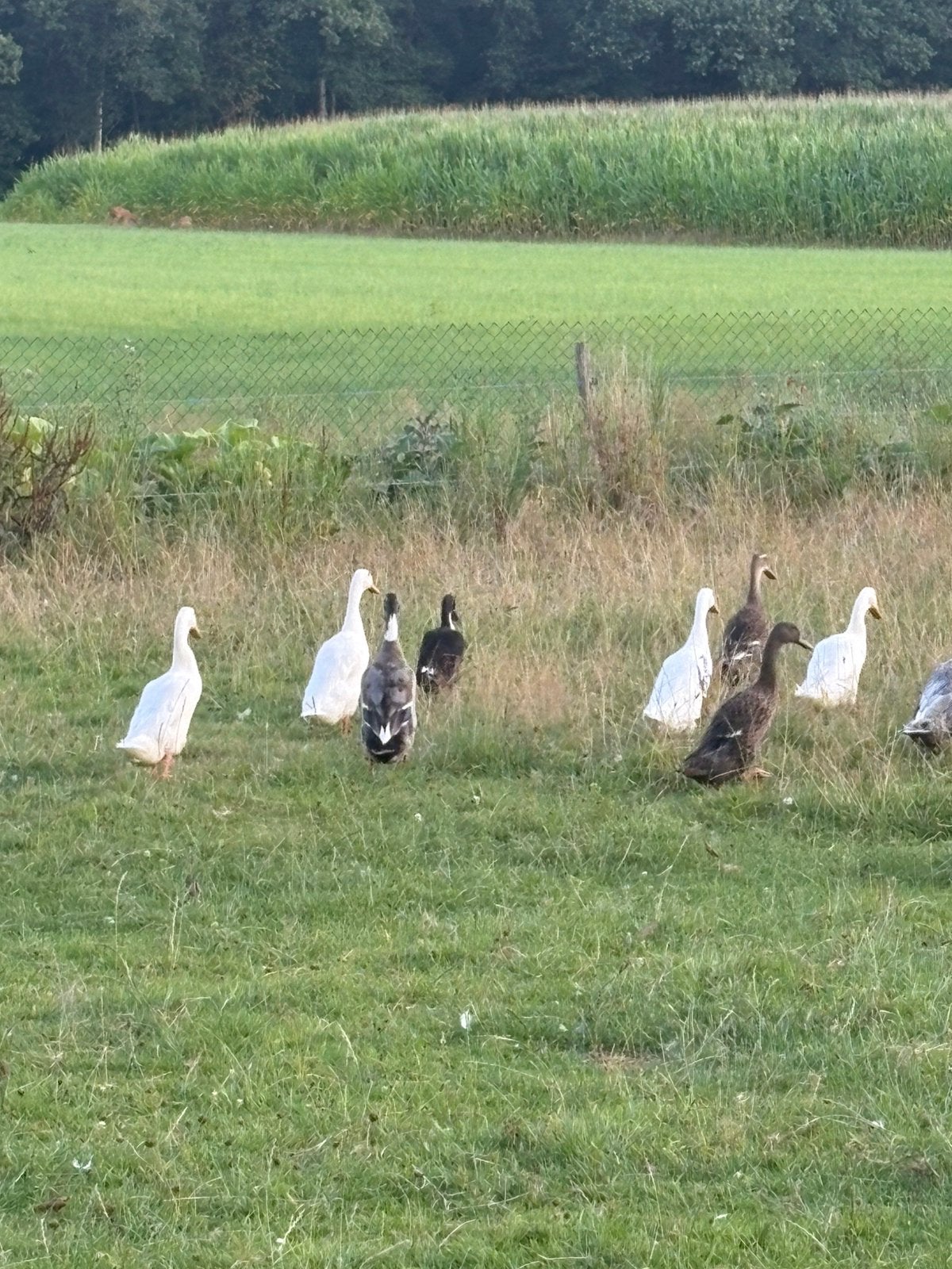 Loopeenden woerden, Dieren en Toebehoren, Pluimvee, Meerdere dieren, Eend