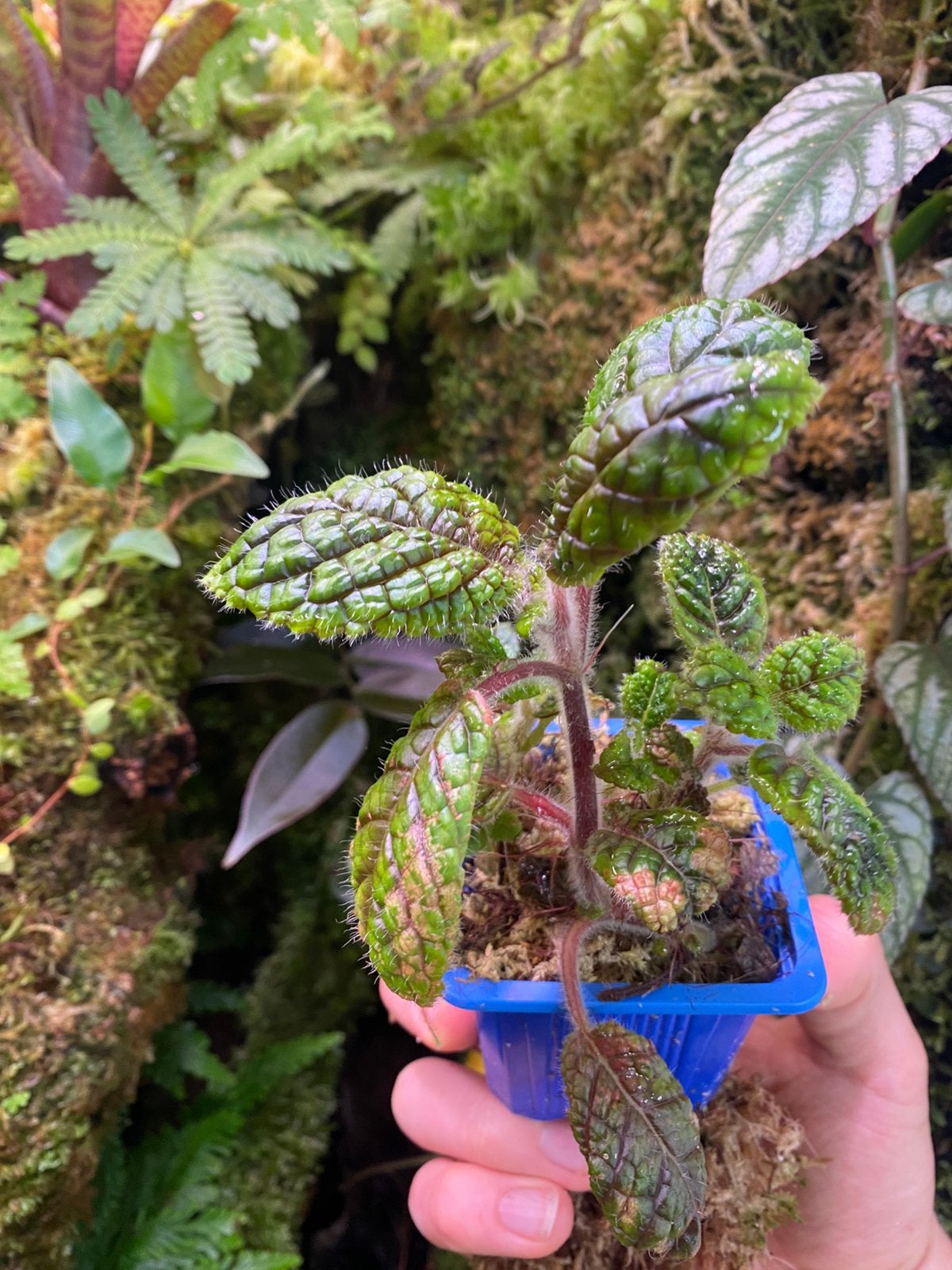 Nautilocalyx aff. erytranthus - terrarium plant rare, Huis en Inrichting, Ophalen of Verzenden