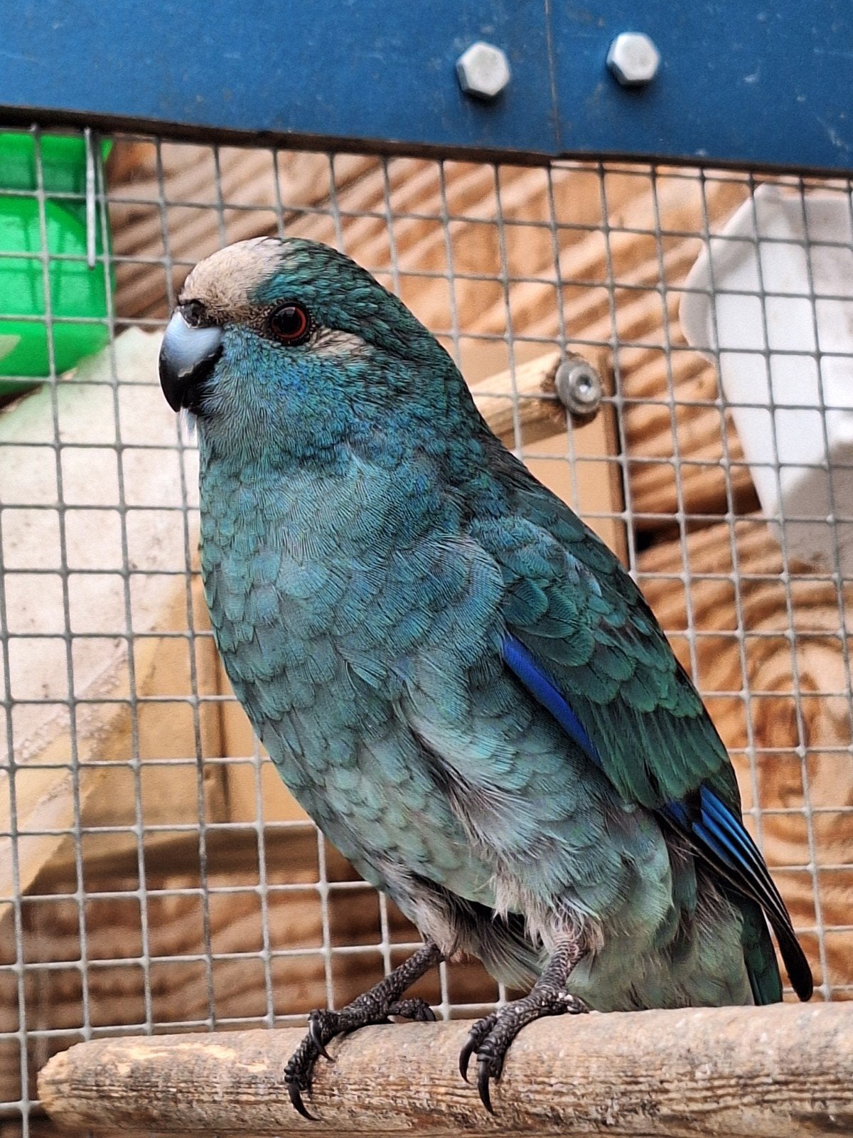 mooiw kakariki pop, Dieren en Toebehoren, Vogels | Parkieten en Papegaaien, Vrouwelijk, Parkiet