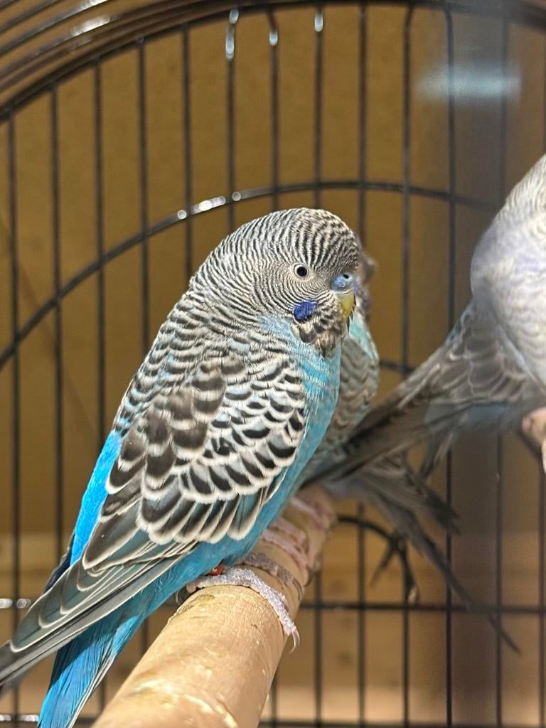Blackface split, Dieren en Toebehoren, Vogels | Parkieten en Papegaaien, Meerdere dieren, Parkiet, Geringd
