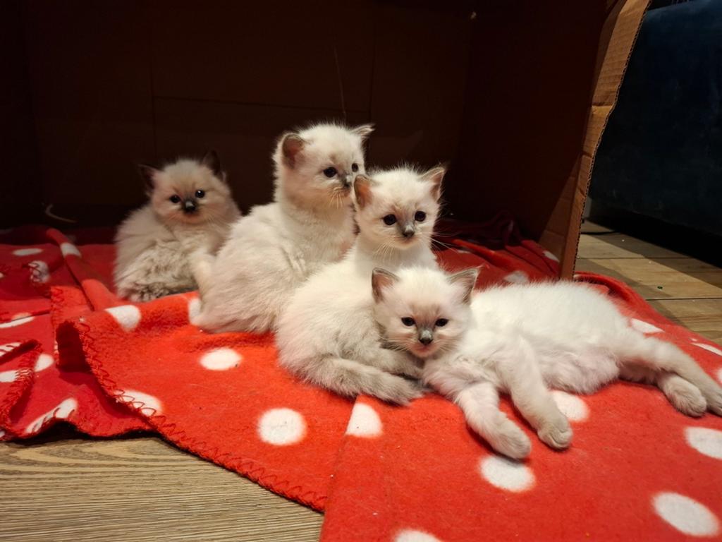 Ragdoll kittens, Meerdere dieren