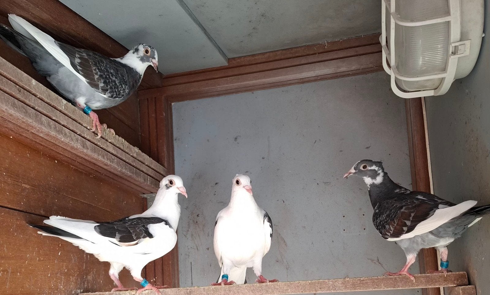 postduiven Jan Aarden met kuifje, Meerdere dieren, Postduif