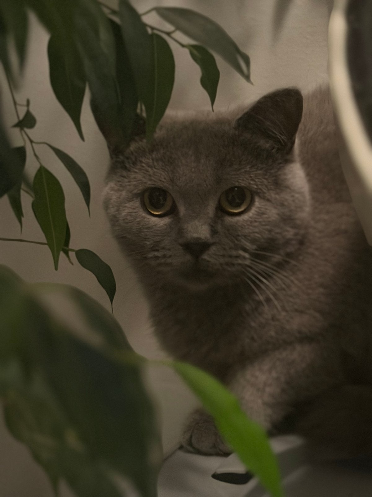 British katten, Dieren en Toebehoren, Kater