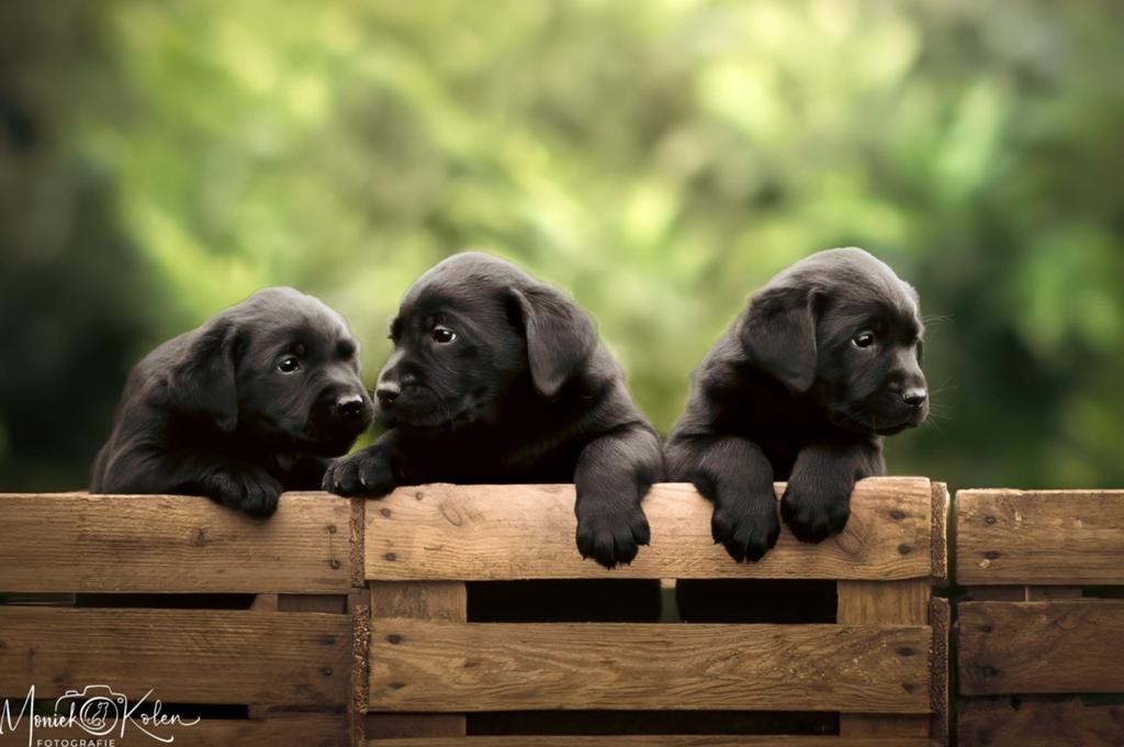 Labrador pups uit HD/ED/ECVO/DNA geteste ouders, reutjes., Dieren en Toebehoren, Honden | Retrievers, Spaniëls en Waterhonden