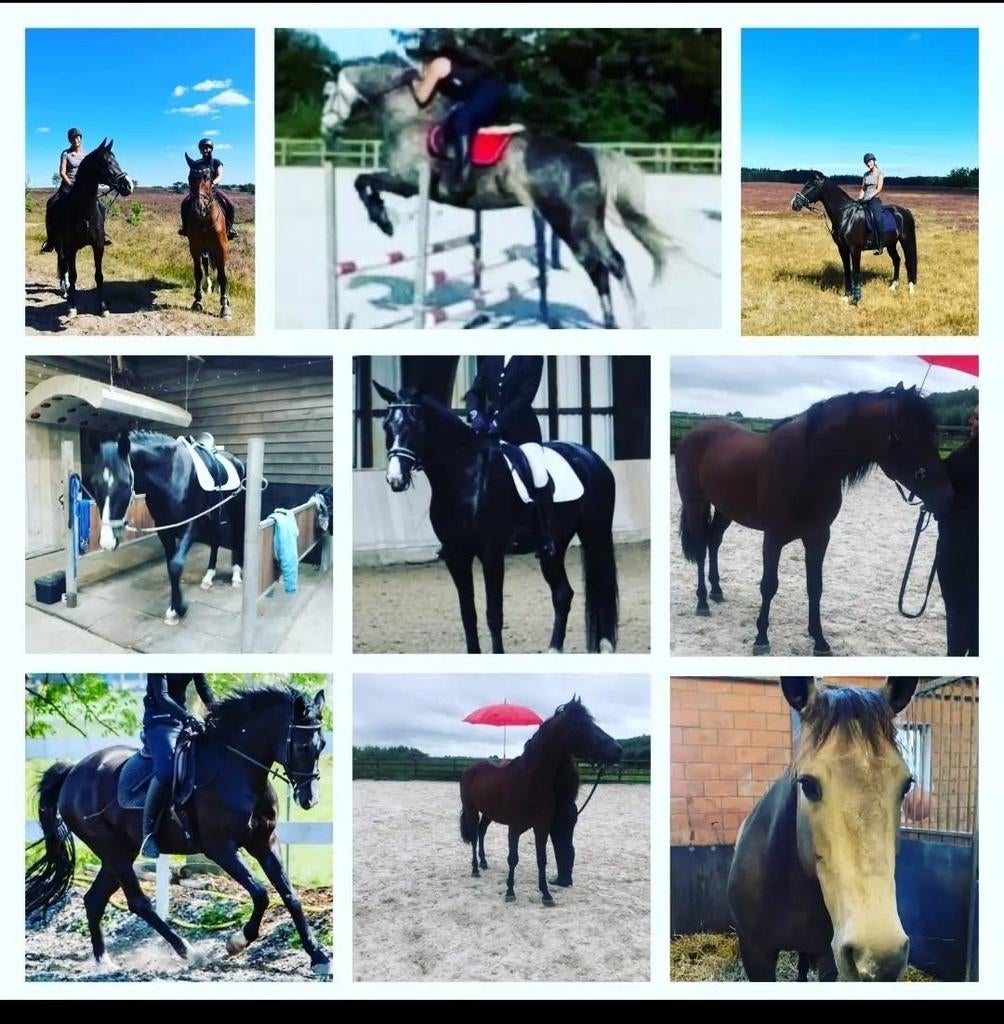 Foto 2 van STAL LUXOR/Aankoop begeleiding bij uw paard