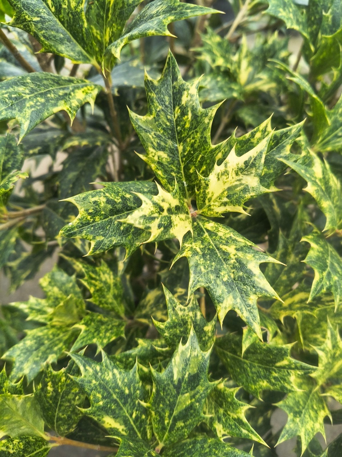 osmanthus heterophyllis goshiki, schijn Hulst, Ophalen, Volle zon