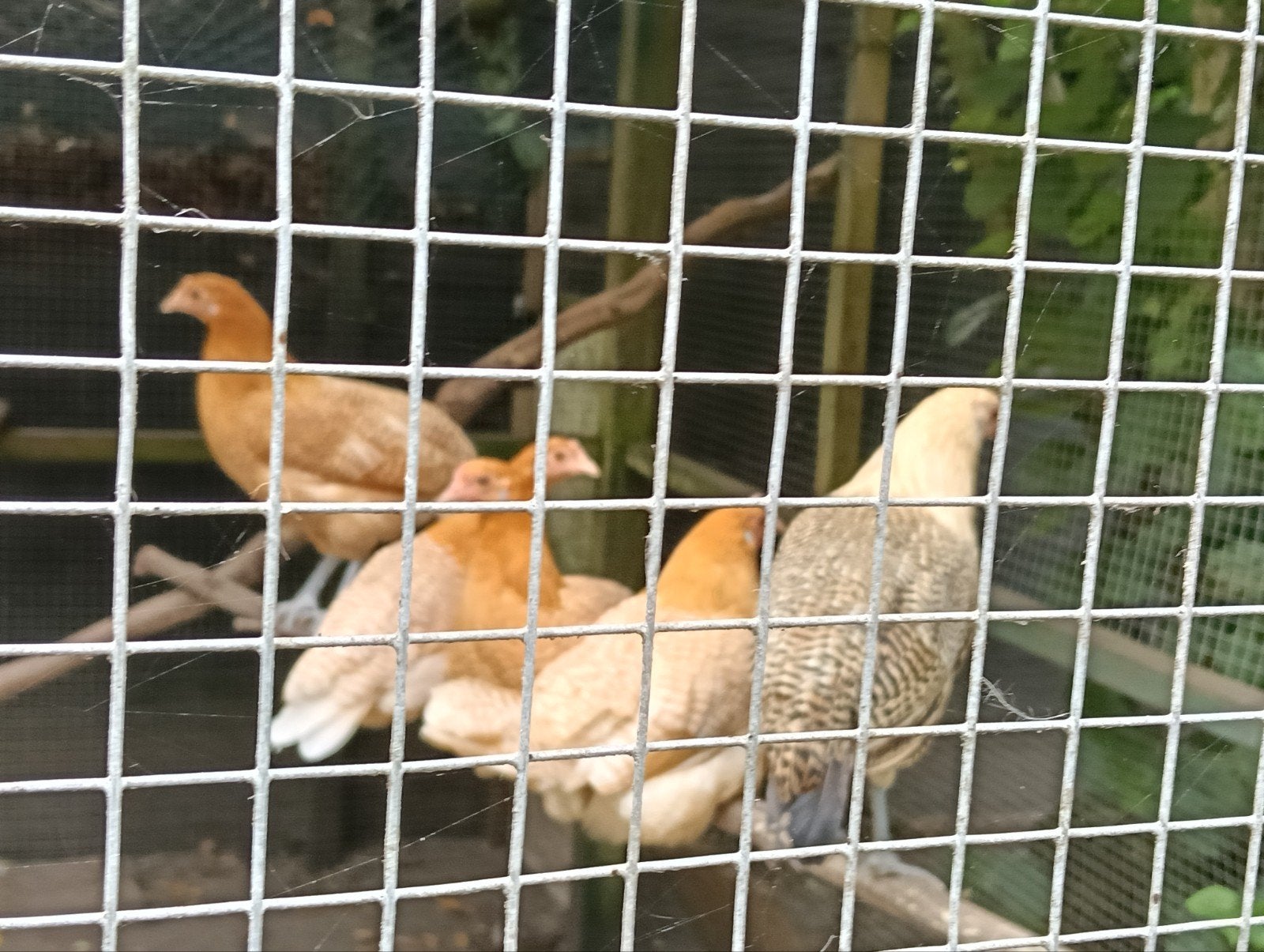 Friese hoenders, Dieren en Toebehoren, Pluimvee, Vrouwelijk, Kip