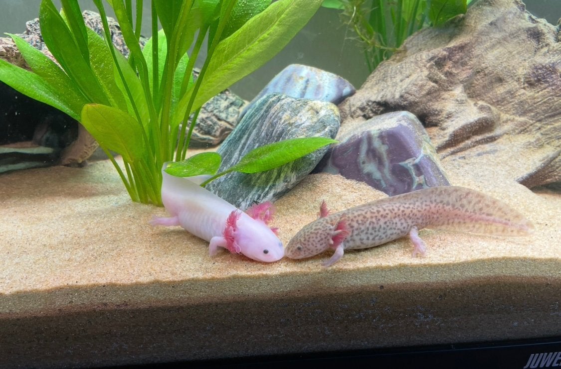 2 mooie axolotls koper axolotl en blue eyed lucy zo’n 15 cm, Overige typen, Zoetwatervis