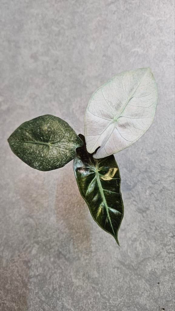 Alocasia Pink Dragon Stardust Variegata, Ophalen of Verzenden, Halfschaduw, Minder dan 100 cm