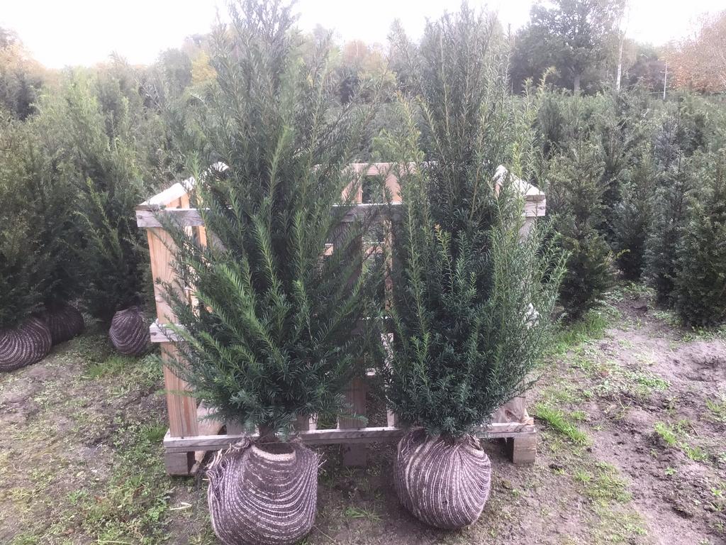 Mooie volle taxus baccata 80 cm tot 275 cm, Ophalen of Verzenden, Bloeit niet, Overige soorten, Volle zon
