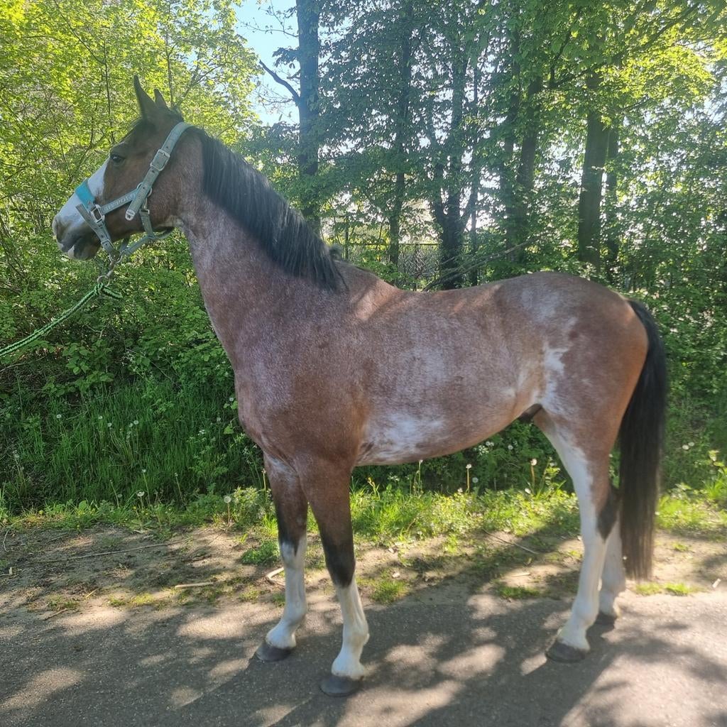 Z geklasseerde appaloosa ruin, Dieren en Toebehoren, Ruin, 160 tot 165 cm, 11 jaar of ouder, Met stamboom