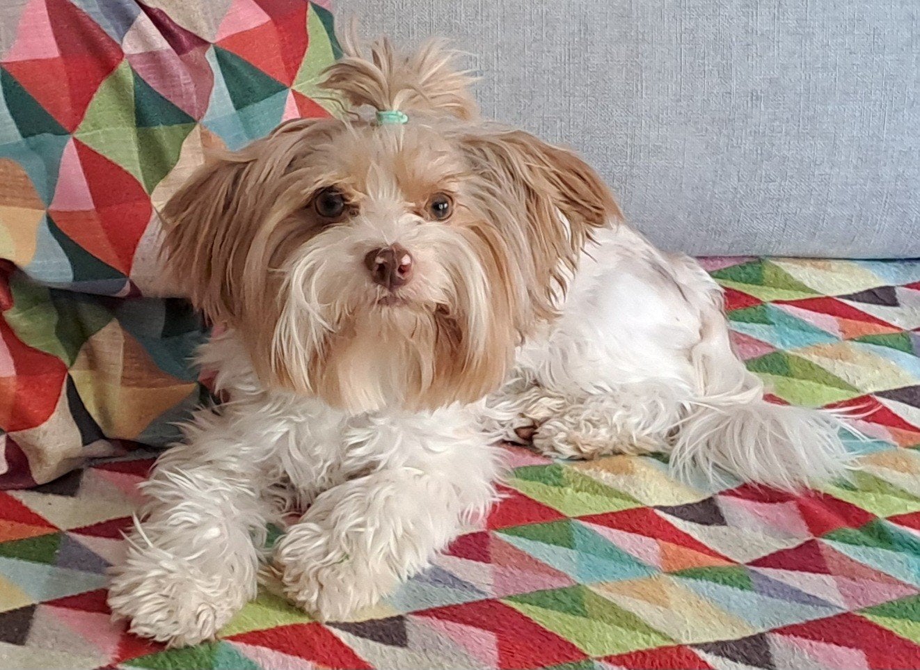 yorkshire terriër-Bieuwer, Dieren en Toebehoren, Honden | Jack Russells en Terriërs, Yorkshire Terriër, CDV (hondenziekte), 1 tot 2 jaar