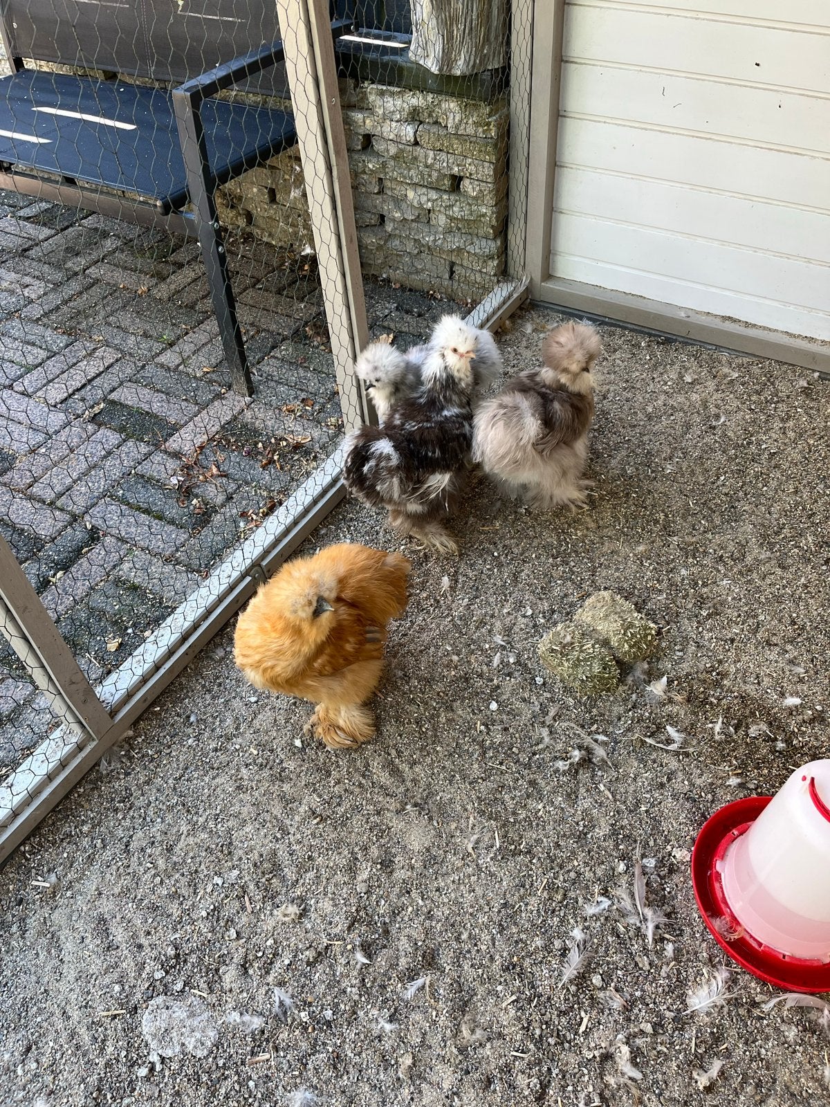 Zijdehoen, Dieren en Toebehoren, Vrouwelijk, Kip