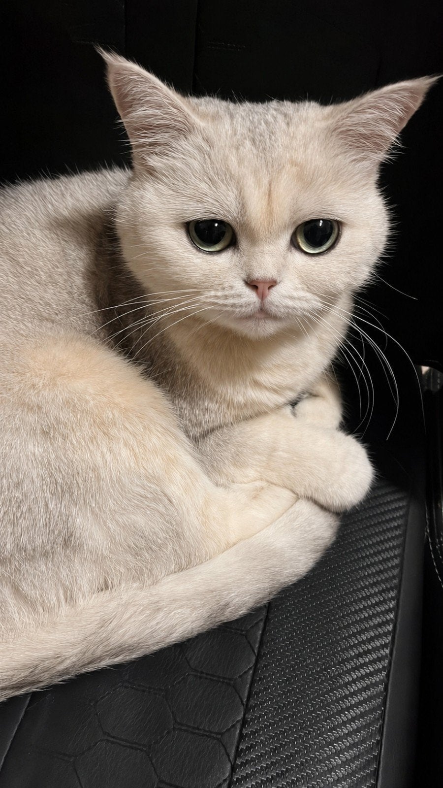 Britse Korthaar Golden Shaded NY11, Poes, Ontwormd, 3 tot 5 jaar