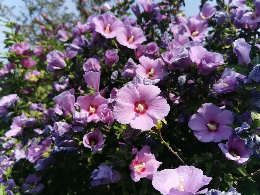 Hibiscus, Overige soorten, Volle zon, Vaste plant, Ophalen of Verzenden