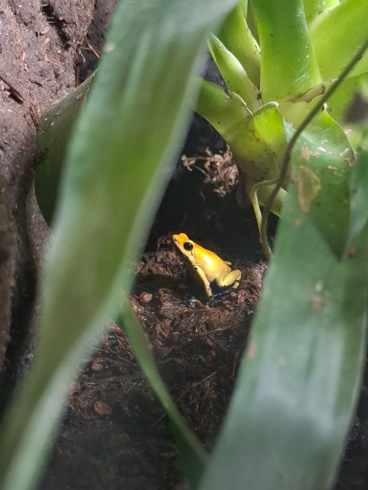 4x Phyllobates Bicolor 0.0.4. Frog photo 2