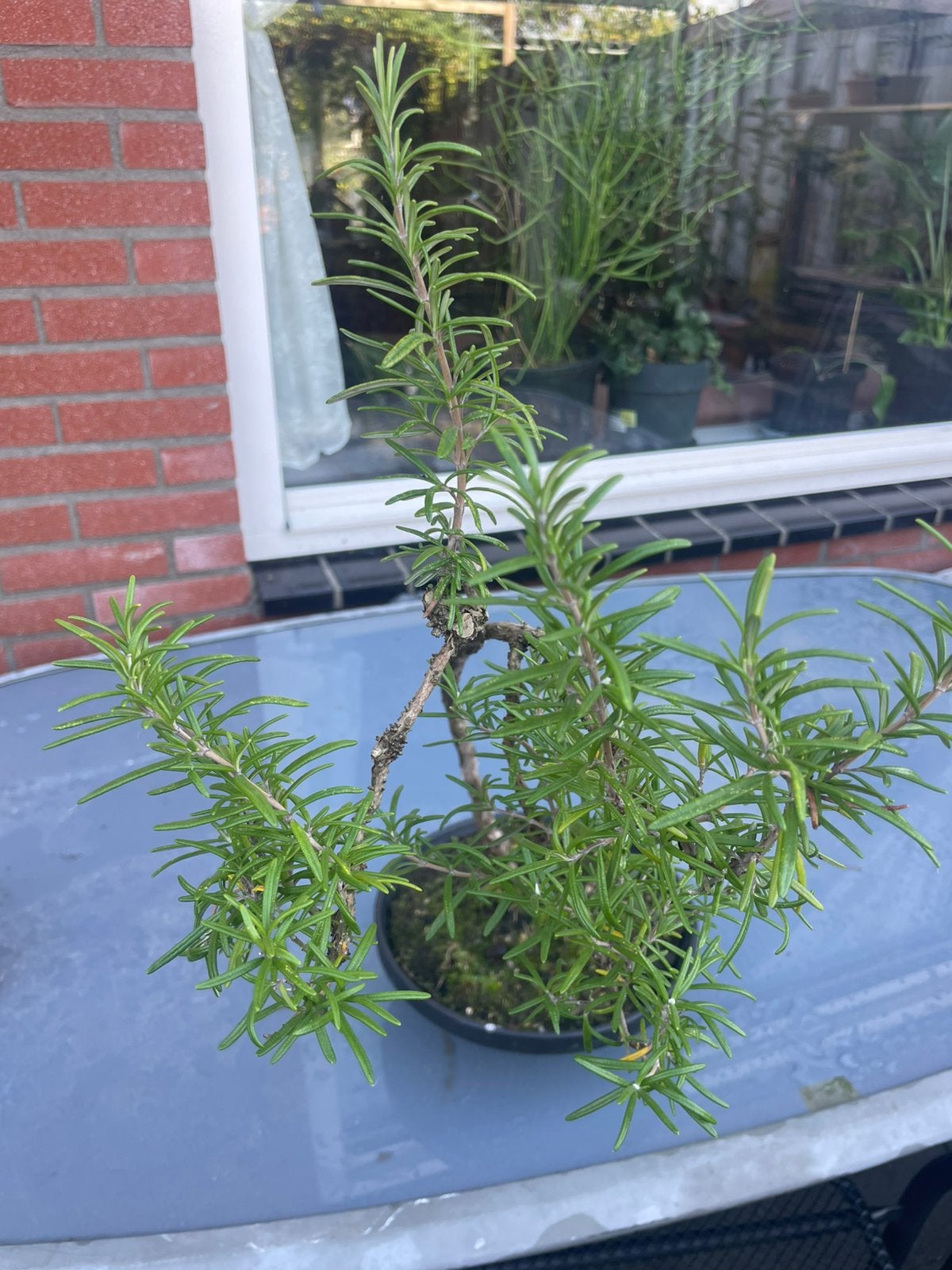 Rozemarijn Bonsai plant, Tuin en Terras, Ophalen, Overige soorten, Halfschaduw